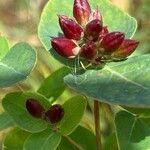 Hypericum fraseri Плід