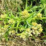 Pseudognaphalium undulatum Floro
