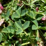 Trifolium thalii পাতা