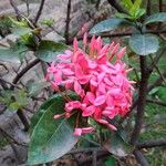 Ixora chinensis Flower