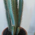 Pilosocereus pachycladus Hostoa