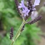 Lavandula canariensis