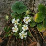 Potentilla carniolica Blüte