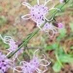 Liatris gracilis Flower