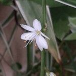 Chlorophytum comosum Цветок