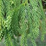 Cryptomeria japonica Leaf