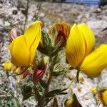 Ononis natrix Flower