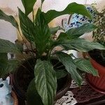 Spathiphyllum floribundum 葉