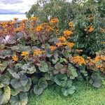 Ligularia dentata Habit