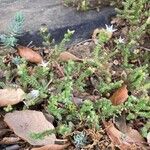 Sedum moranense Habit