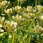 Heracleum sphondylium Fruit