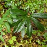 Chimaphila umbellataLeaf