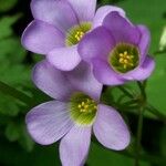 Oxalis latifolia Blüte