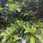 Pouteria caimito Leaf