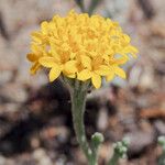 Chaenactis glabriuscula Flower