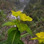 Euphorbia luteoviridis Habitus