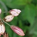 Nothoscordum gracile പുഷ്പം