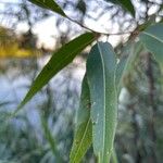 Salix amygdaloides Leaf