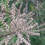 Tamarix parviflora Flower
