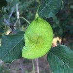 Pterocarpus rotundifolius Fruit