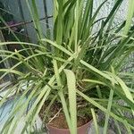 Lomandra longifolia Hoja