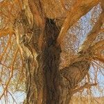 Vachellia seyal Casca