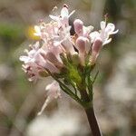 Valeriana tuberosa Blomma