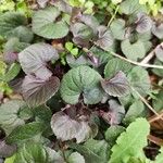 Viola labradorica Leaf