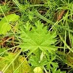 Malva alcea Leaf