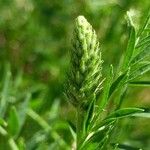 Astragalus onobrychis Egyéb