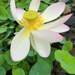 Nelumbo nucifera 花