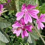 Malva sylvestrisBlomst