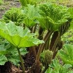 Gunnera tinctoriaFuelha