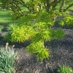 Acer palmatumBlad