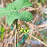 Merremia hederacea Blatt