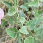 Pavonia hastata Leaf