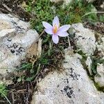 Crocus cambessedesii Habitus