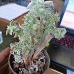 Aeonium castello-paivae Blad