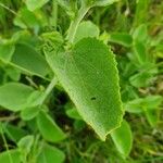 Hibiscus flavifolius Leaf