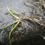 Littorella uniflora Habit