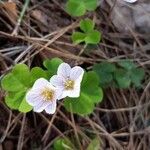 Oxalis acetosella Іншае