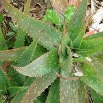 Aloe lateritia Annet