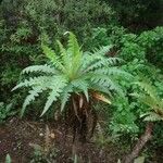 Sonchus canariensis Blatt