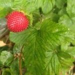 Potentilla indica Gyümölcs