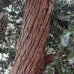Eucalyptus cinerea Bark