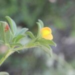 Stylosanthes viscosa Leaf