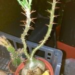 Pachypodium succulentum Leaf