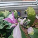 Tradescantia × andersoniana List