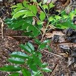 Matayba oppositifolia Leaf