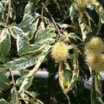 Castanea mollissima Φρούτο